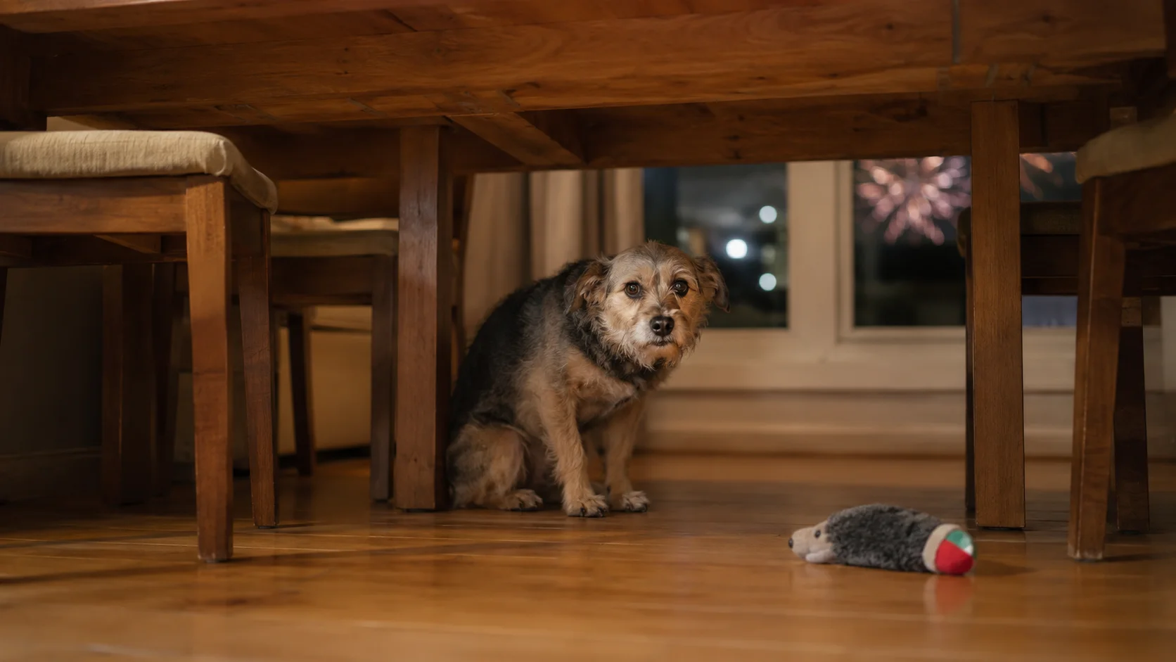 Perro escondido bajo la mesa por miedo a los petardos y a los fuegos artificiales