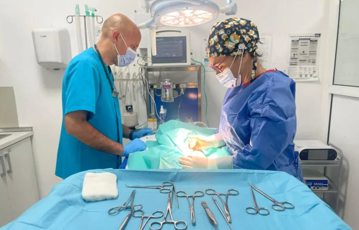 Cirugia Antovet Clinica Veterinaria Badajoz